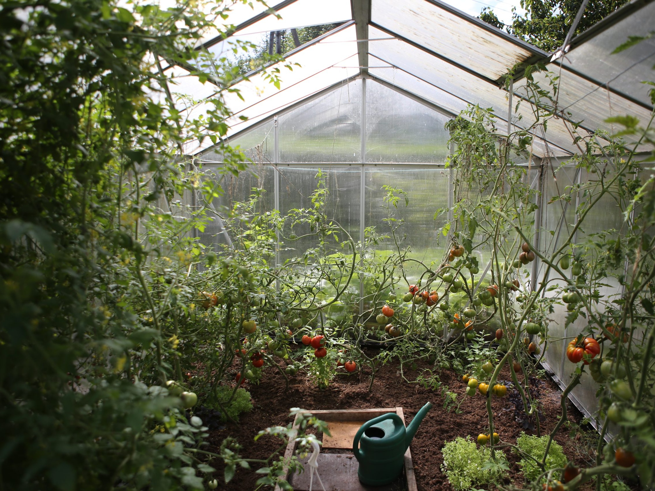 Bright greenhouse interior with seedlings, herbs, and warm natural light