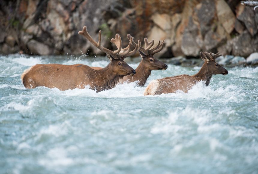Elk moving through a natural wildlife corridor in an Alberta landscape
